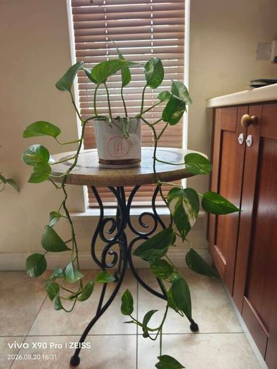 hanging plant