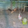 hens Image 4