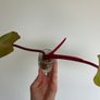 Philodendron Painted Lady Image 4