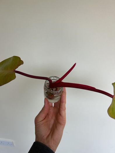 Philodendron Painted Lady
