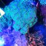 Coral frags Image 5