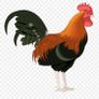 Roosters - FREE to take Image 2