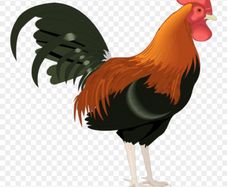 Free Roosters