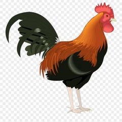 Free Roosters