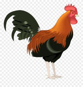 Free Roosters