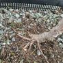Native Irish Hawthorn Bonsai #1 Image 7