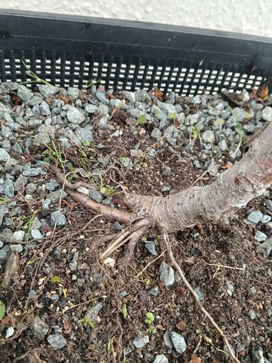Native Irish Hawthorn Bonsai #1