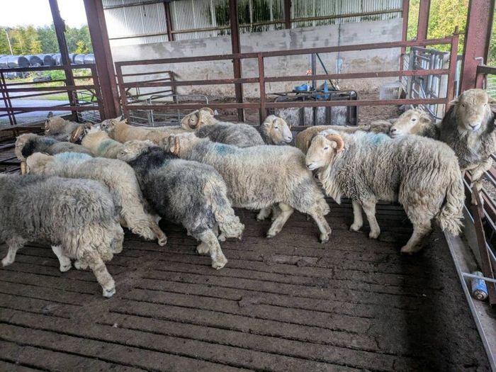 Herdwick rams