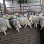 Herdwick rams Image 2