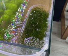 Floating Aquarium Plant - Guppy Grass (Najas)