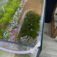 Floating Aquarium Plant - Guppy Grass (Najas)