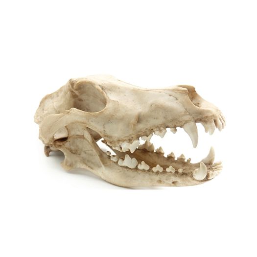 Reptile Nova Terrarium Ornament RN1055-CR