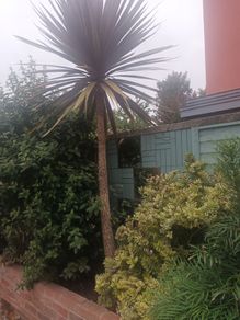 Cabbage palm tree