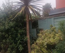 Cabbage palm tree
