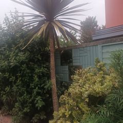 Cabbage palm tree
