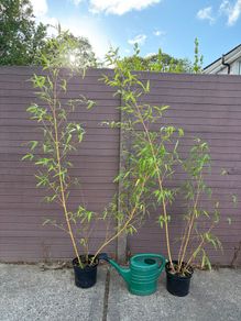 golden chinese timber bamboo - phyllostachys vivax aureocaulis