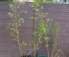 golden chinese timber bamboo - phyllostachys vivax aureocaulis