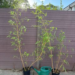 golden chinese timber bamboo - phyllostachys vivax aureocaulis