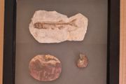 Fossilized prehistoric fish / fossilized wood and ammonite. In display frame.