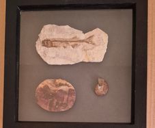 Fossilized prehistoric fish / fossilized wood and ammonite. In display frame.