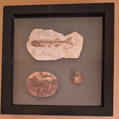 Fossilized prehistoric fish / fossilized wood and ammonite. In display frame.
