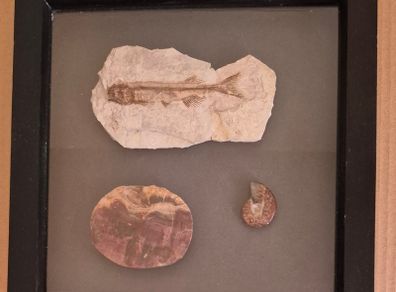 Fossilized prehistoric fish / fossilized wood and ammonite. In display frame.