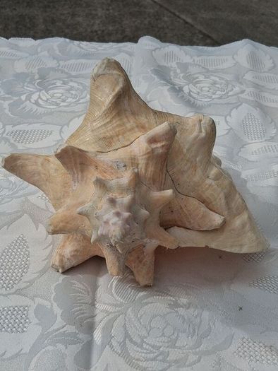 Large Queen Conch Shell