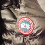 Canada goose Image 4
