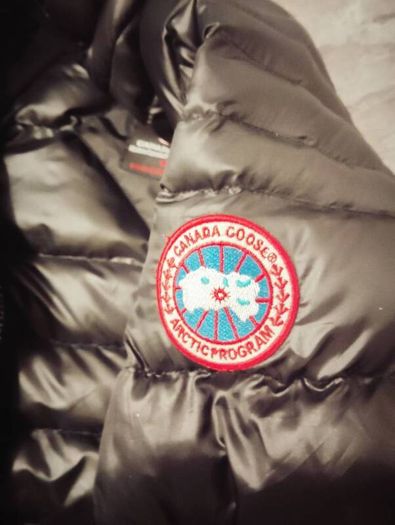 Canada goose