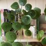 plants & pots Image 6