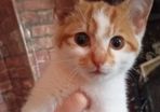 adoption