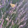 Lavender From Our Garden to Your Home Image 9