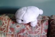 Baby Seal for Sale