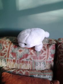 Baby Seal for Sale