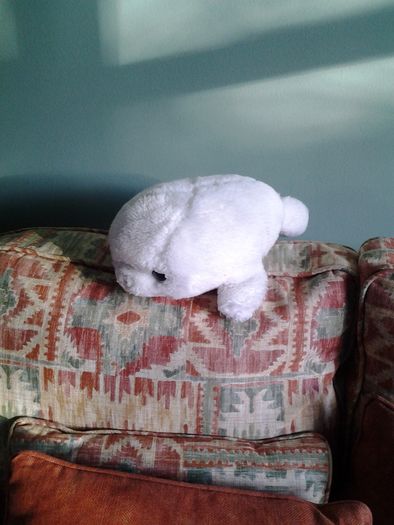 Baby Seal for Sale