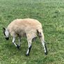 Milford ram Image 2