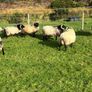 Mayo blackface ram lambs Image 4
