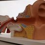 Anatomical Display Model of a Human Ear,  Medical School Model, German Manufactured by 3B Image 2