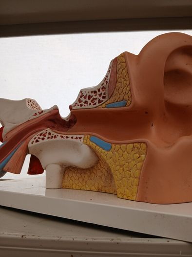 Anatomical Display Model of a Human Ear,  Medical School Model, German Manufactured by 3B