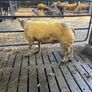 Beltex Hogget & Ram lambs Image 4