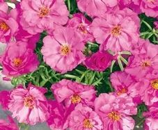 (R) Moss Rose Double Flowered Pink seeds 0.2g (602643)
