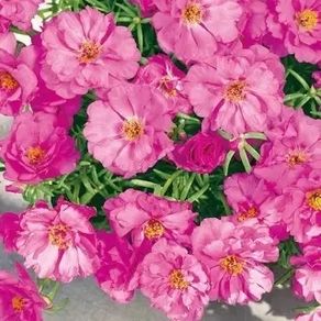 (R) Moss Rose Double Flowered Pink seeds 0.2g (602643)