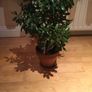 Beautiful Crassula (Money Tree) Plant, 12 years old Image 3