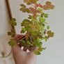 Oxalis sunset velvet Image 4