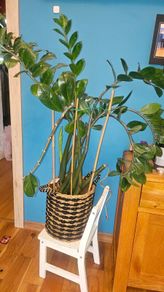 Zamioculcas 90cm