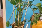 Zamioculcas 90cm