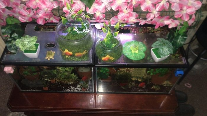 Fish Tank Swap