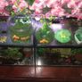 Fish Tank Swap Image 2