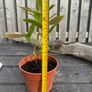 plant Image 2