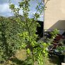 Apple tree Image 8